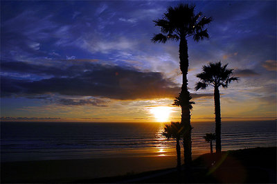 Pismo Palms Sunset