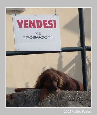 For Sale