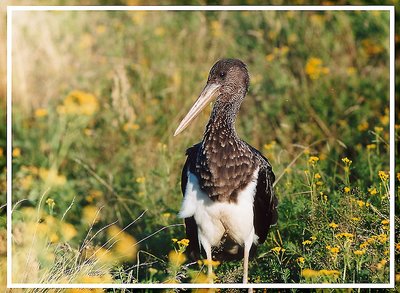 Young black stork