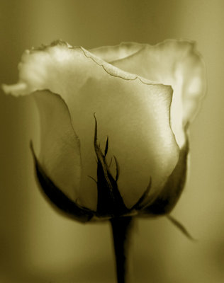 My rose...