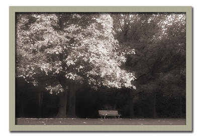 Bench Below the Leaves