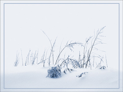 Grasses in snow
