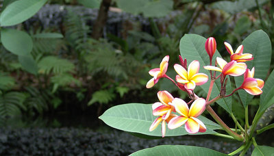 flower by the river..