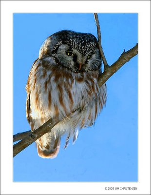 Boreal Owl 1