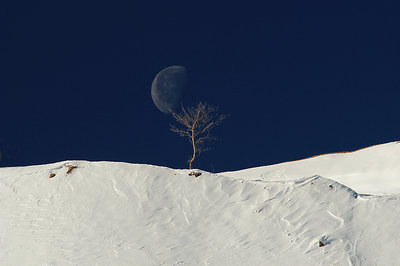 The Tree and the Moon...