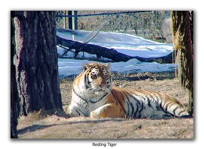 Resting Tiger