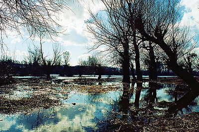 Swamp