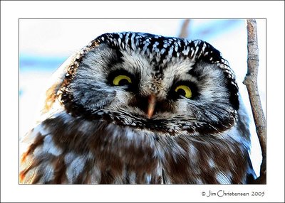 Owl EyeZ