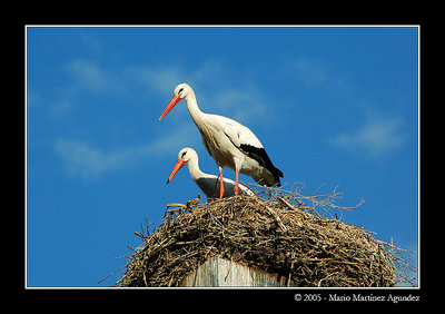 a pair of storks