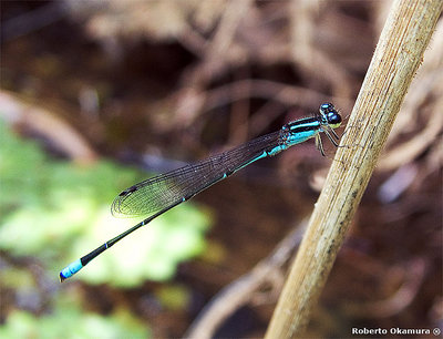 .:: Damsel fly ::.