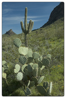 Prickley Pear Cactus