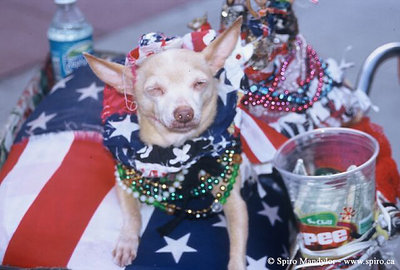 Patriotic Chihuahua