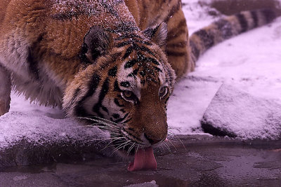 Tiger in the snow...