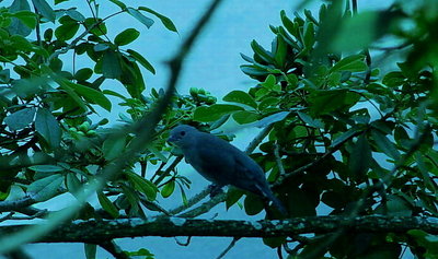 BLUE BIRD