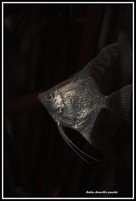 Angel fish.