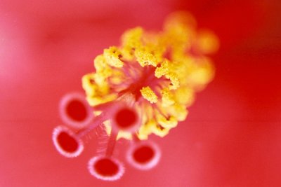 Hibiscus Closeup