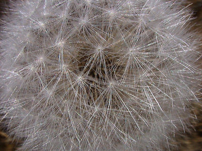 Seed
