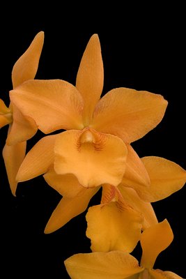 Orchids in Space