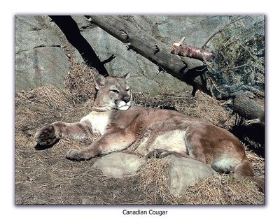 Canadian Cougar