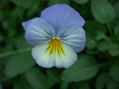 Pansy