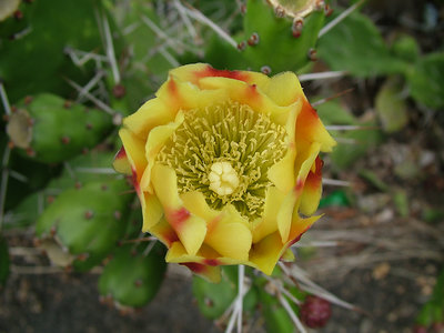 Cactus Flower