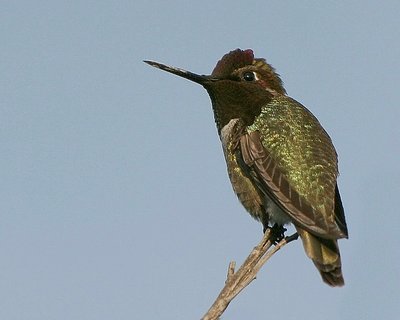 Anna's Hummingbird