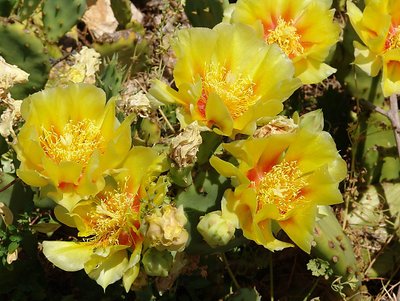 Cactus flower