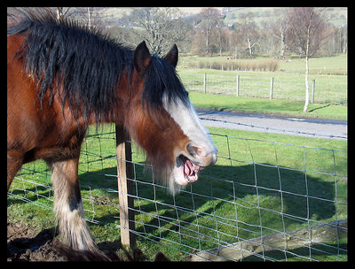Clydesdale caption