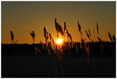 Glowing reed