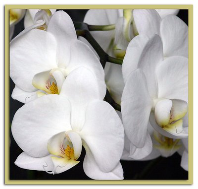 Orchid no. 8
