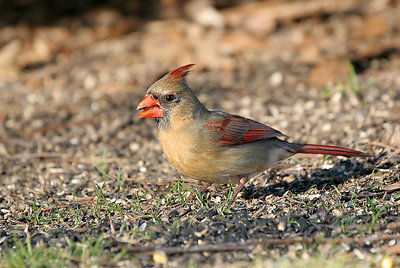 Female Cardinal #2