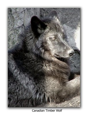 Canadian Timber Wolf