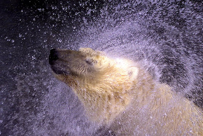 Icebear Swirl