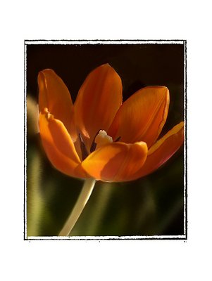 Orange tulip..