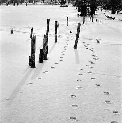 Walking on ice