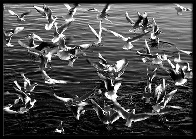 Seagulls ballet
