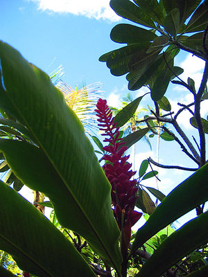 Hawaii Flower