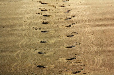 tracks in the sand