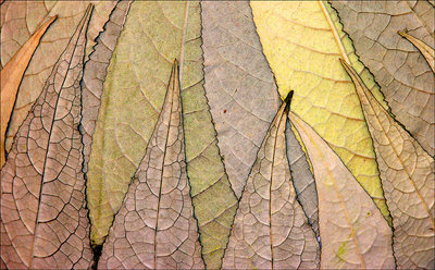 "Layers of leaves "