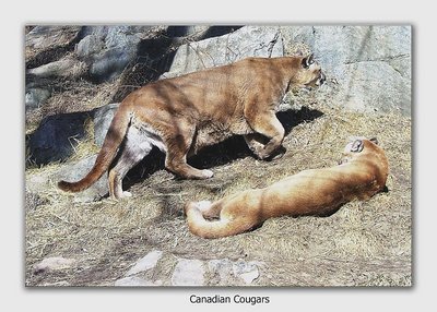 Canadian Cougars