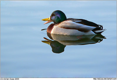 Greeting the morning sun (revisited)