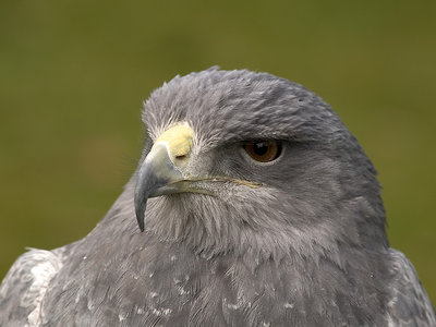 'eagle eyed'