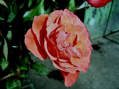 The Rose