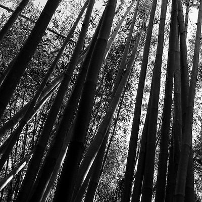 Bamboo Who
