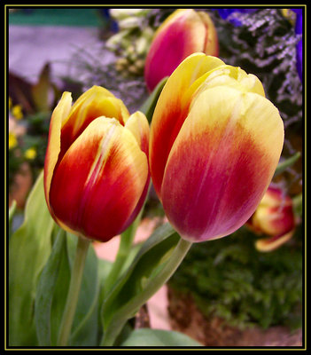 Texas Tulips