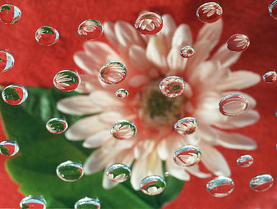 Flower and Water Drops