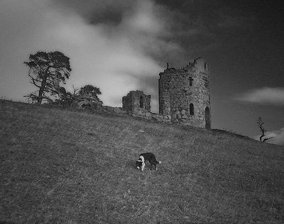 Abelardo by the tower