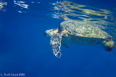 Sea Turtle of Maui