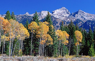 Teton Autumn