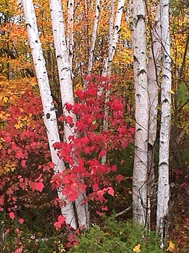 Birches and Arrowwoods